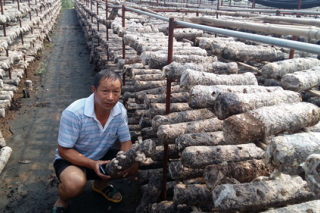 河北遷安：發(fā)展食用菌打通致富路 ()