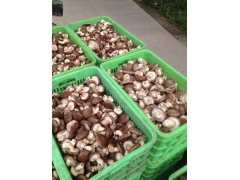 供应新鲜香菇，价格面议图1