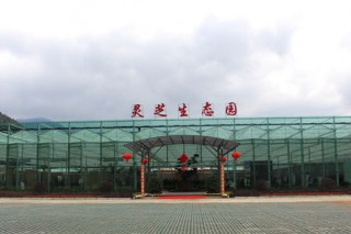 江西井岡山：靈芝生態(tài)園建設(shè)有序進(jìn)行  總投資3億元 ()