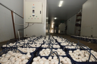山東鄒城入選省食用菌產(chǎn)業(yè)項(xiàng)目縣  年產(chǎn)值超20億元 ()