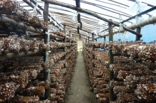 陜西洛南：食用菌產(chǎn)業(yè)成移民致富新途徑 ()