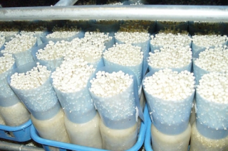 遼寧朝陽：現(xiàn)代化生產(chǎn)食用菌  金針菇日產(chǎn)量達60噸 ()