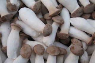 河北唐縣：食用菌產(chǎn)業(yè)不斷發(fā)展 成為華北地區(qū)最大杏鮑菇基地 ()