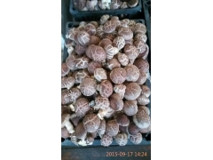 供应干香菇500斤，鲜香菇也有图1