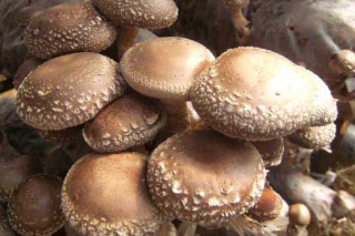 吉林通化：香菇栽培現(xiàn)代化發(fā)展帶民致富 ()