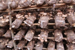 河北：廢棄物循環(huán)利用 平泉食用菌走生態(tài)路 ()