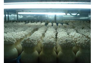 江蘇華綠生物將在重慶投資建設食用菌生產(chǎn)基地 ()