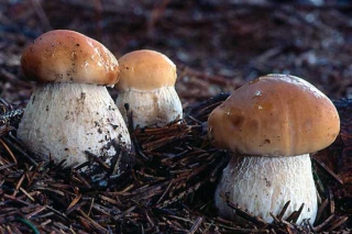 云南：景洪牛肝菌亮相農(nóng)博會 ()