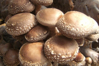 黑龍江富錦：水稻大棚栽培香菇效益高 ()