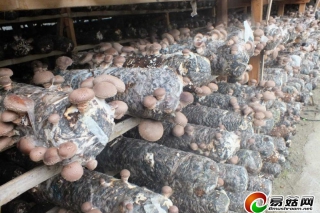 福建南平小鎮(zhèn)栽培食用菌發(fā)展特色農(nóng)業(yè) ()