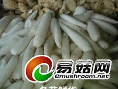 2015年下半年冬荪上市啦！！！！！欢饮订购！！！！图1