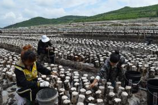 黑龍江：東寧縣黑木耳生物育種新技術產(chǎn)業(yè)化項目獲肯定 ()
