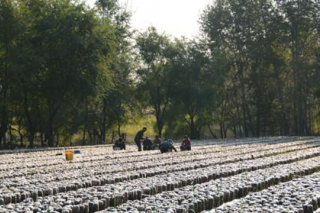內(nèi)蒙：扎蘭屯市秋菇豐收 菇農(nóng)笑開顏 ()