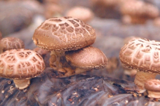慶元香菇獲肯定 榮膺“最受消費(fèi)者喜愛的中國(guó)農(nóng)產(chǎn)品區(qū)域公用品牌” ()