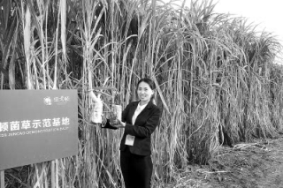 北京：通州試種6000畝菌草　首批即將豐收 ()