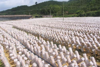 遼寧省食用菌實(shí)驗(yàn)基地在黑牛營子鄉(xiāng)落戶 ()