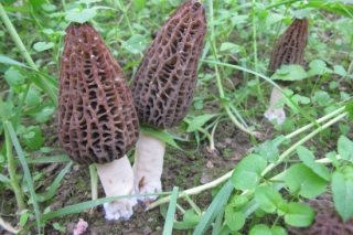 四川壤塘縣：成功培育錯(cuò)季羊肚菌 ()