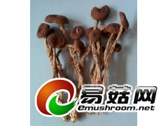 特级茶树菇供应 茶树菇 干品图1
