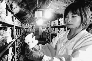北京：山洞里出平菇  質(zhì)優(yōu)效益高 ()