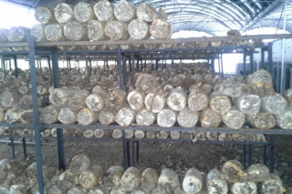 湖南湘潭：展開食用菌渣飼喂湘沙豬試驗(yàn) ()