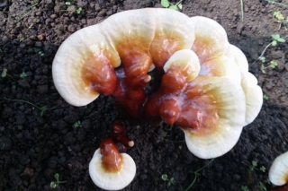 西藏：成功馴化栽培野生白肉靈芝 ()