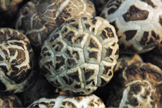 湖北：上海農(nóng)科院專家赴隨州考察香菇工廠化項(xiàng)目 ()