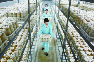 應避免食用菌工廠化欲速不達 ()