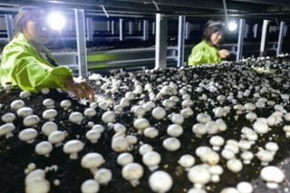 山東武城：食用菌工廠化有序進行 ()