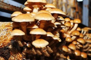 河北平泉：榮獲全國食用菌優(yōu)秀主產(chǎn)基地縣 ()