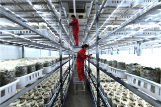 河南最大海鮮菇工廠投產(chǎn)  可年產(chǎn)8000噸 ()