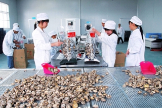廈門食用菌產(chǎn)品走俏越南  促進出口量增長 ()