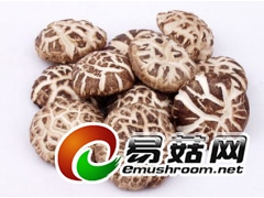 大量供应干香菇，平面板菇，优质花菇图1