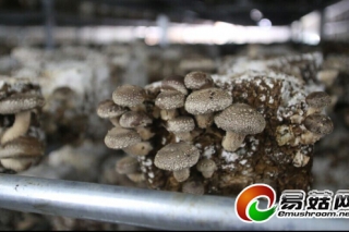 “隨縣香菇”地理標志商標獲準注冊 ()