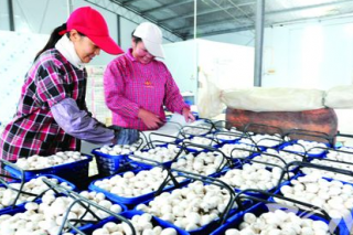 江蘇如皋如勝食用菌基地日產(chǎn)量超8噸 ()