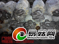 广西北海代做、销售蘑菇菌包、平菇菌包、回去就能长蘑菇图1