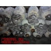 广西北海代做、销售蘑菇菌包、平菇菌包、回去就能长蘑菇