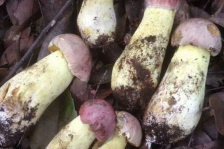 慶元黃靛牛肝菌學(xué)名考證 ()