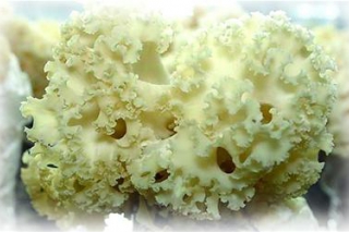 青島珍稀食用菌大會(huì)展出稀有菇 　六種菌菇占七成市場(chǎng) ()