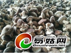 安徽金寨供应山林香菇图2