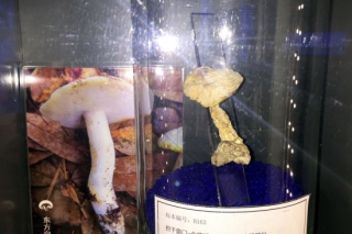 慶元香菇博物館首次展出東方白牛肝菌 ()