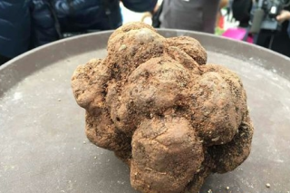 攀枝花517克塊菌王拍出2萬(wàn)元高價(jià)　款項(xiàng)將用于慈善 ()