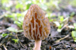隨州曾都區(qū)辦起羊肚菌示范園 ()