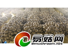 真姬菇增产剂 日本农协推荐用可增产30%以上图3