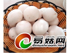 双孢菇批发、江西有机双孢菇生产基地图2