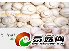 双孢菇批发、江西有机双孢菇生产基地图3