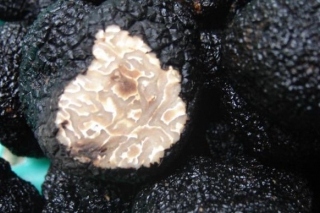 攀枝花今年塊菌產(chǎn)量或突破100噸 ()