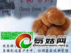 有机猴头菇黑龙江产地直供图1