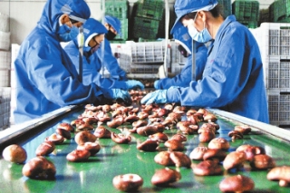 河南省西峽縣香菇深加工產(chǎn)品暢銷海內(nèi)外 ()