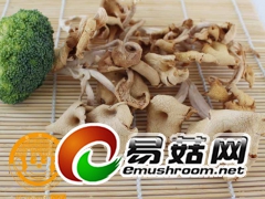 榆黄蘑东北野生榆黄蘑批发零售招找理图1