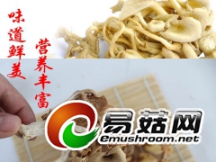 榆黄蘑东北野生榆黄蘑批发零售招找理图2